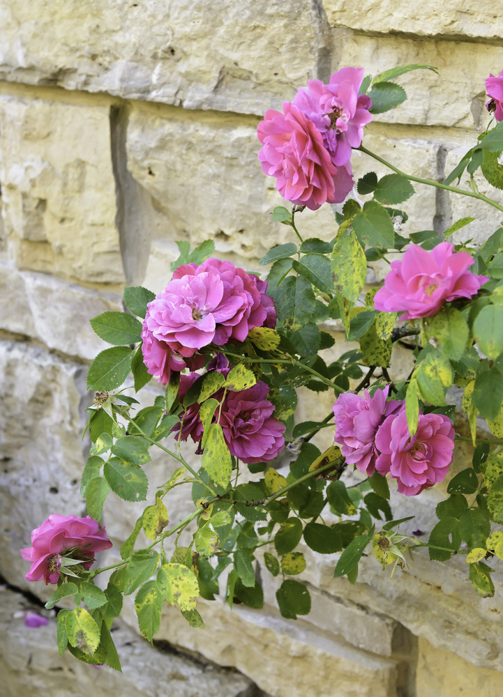 Hybrid pink roses (botanical name Rosa x kordesii John Cabot), named after Canadian explorer John Cabot, on shrub by stone wall in garden (focus on brightest bloom)