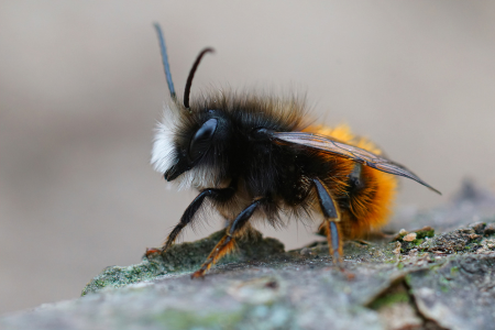 abeille solitaire