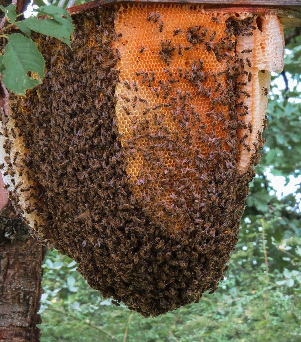 animal-2612075_1280