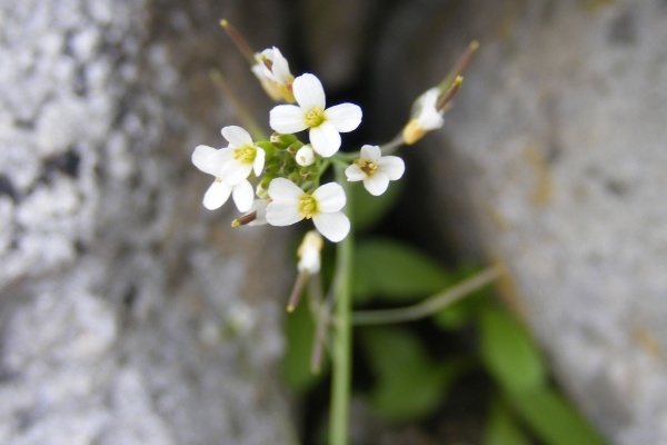 arabette