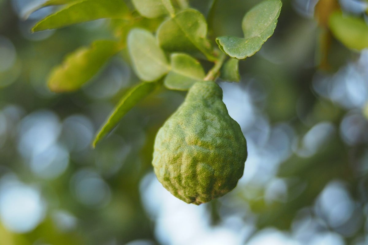 bergamot-4347906_1280