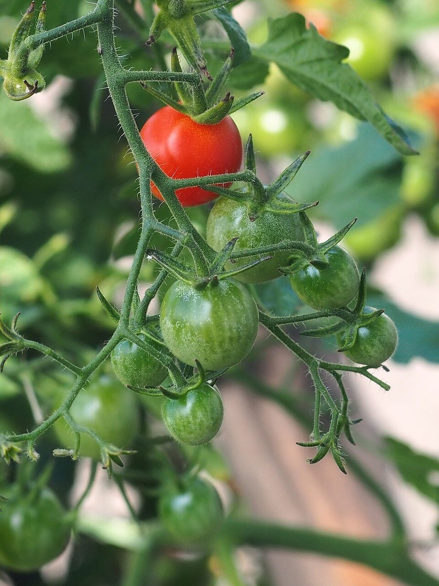 cocktail-tomatoes-7461032_1280