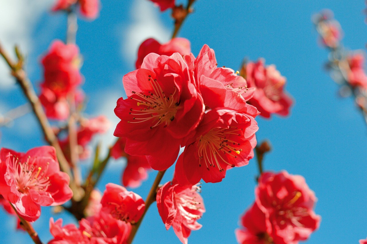 flower-6209247_1280