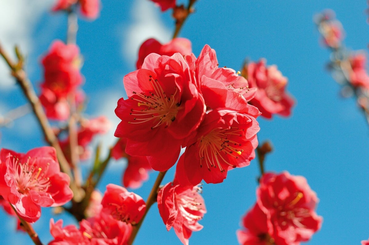 flower-6209247_1280