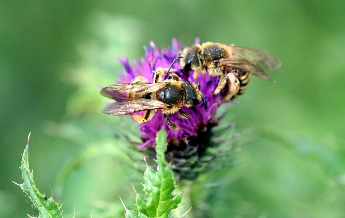 flowers-5206571_1280