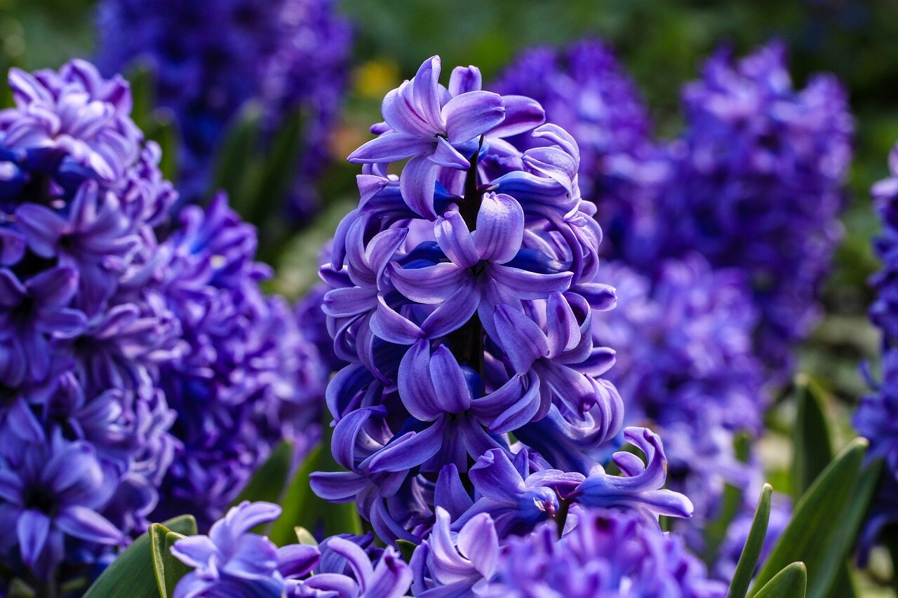 flowers-7155187_1280