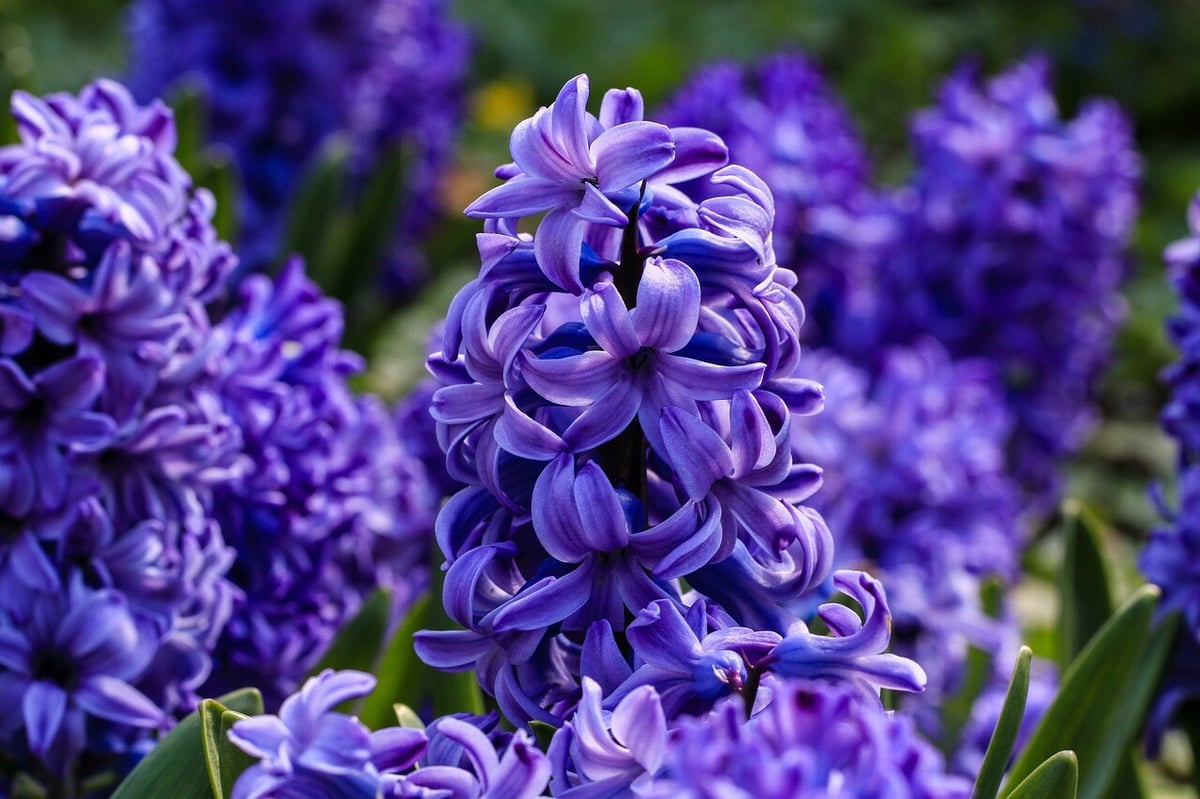 flowers-7155187_1280