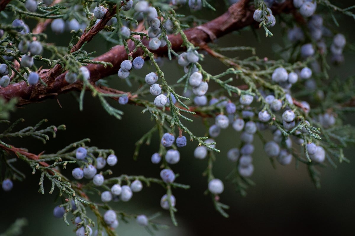 juniper-5831917_1280-1