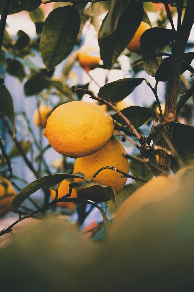 lemons-6728652_1280