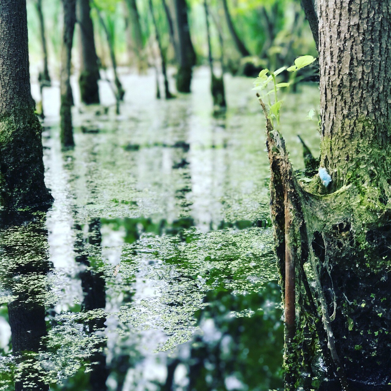 nature-2449700_1280