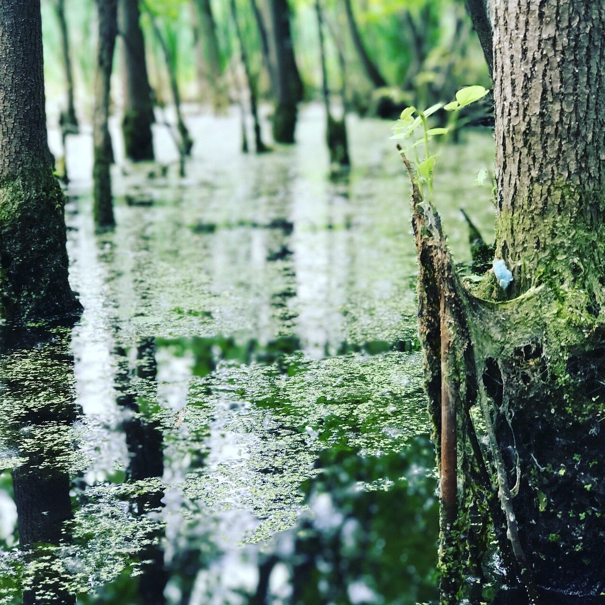 nature-2449700_1280