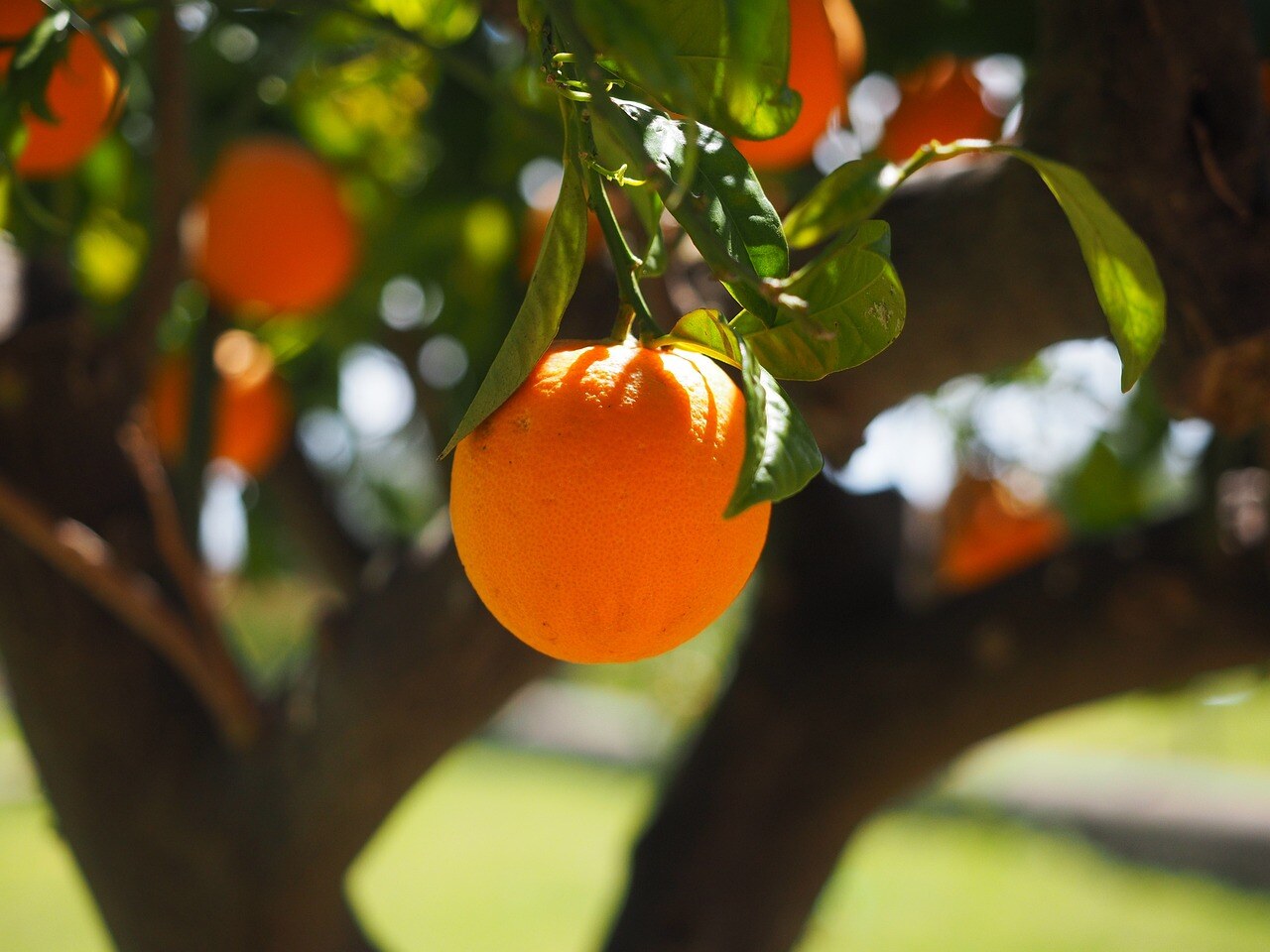 orange-1117645_1280