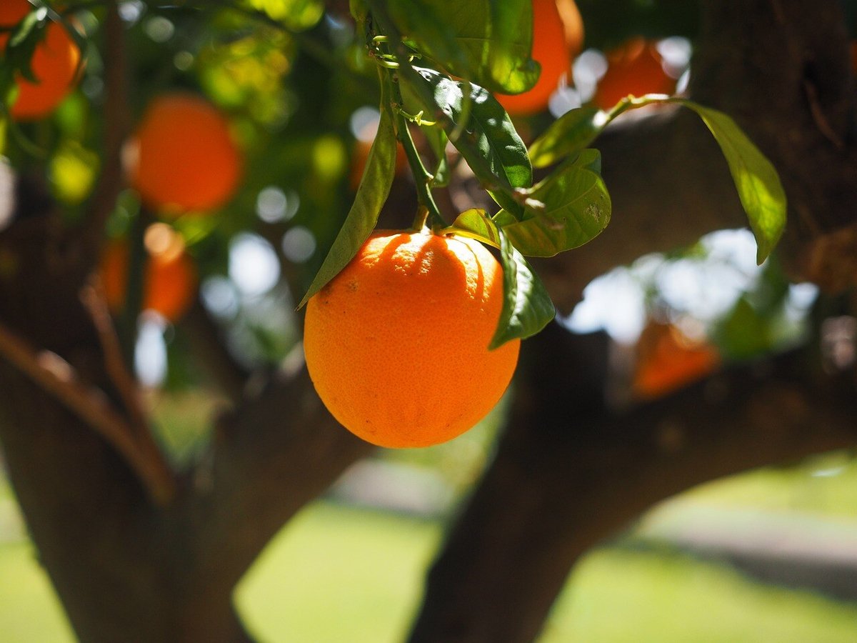 orange-1117645_1280