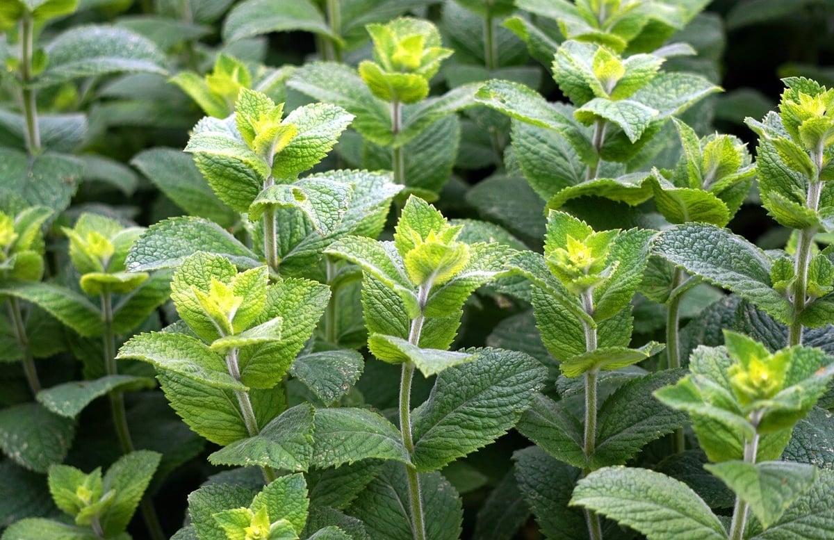 peppermint-3481470_1280