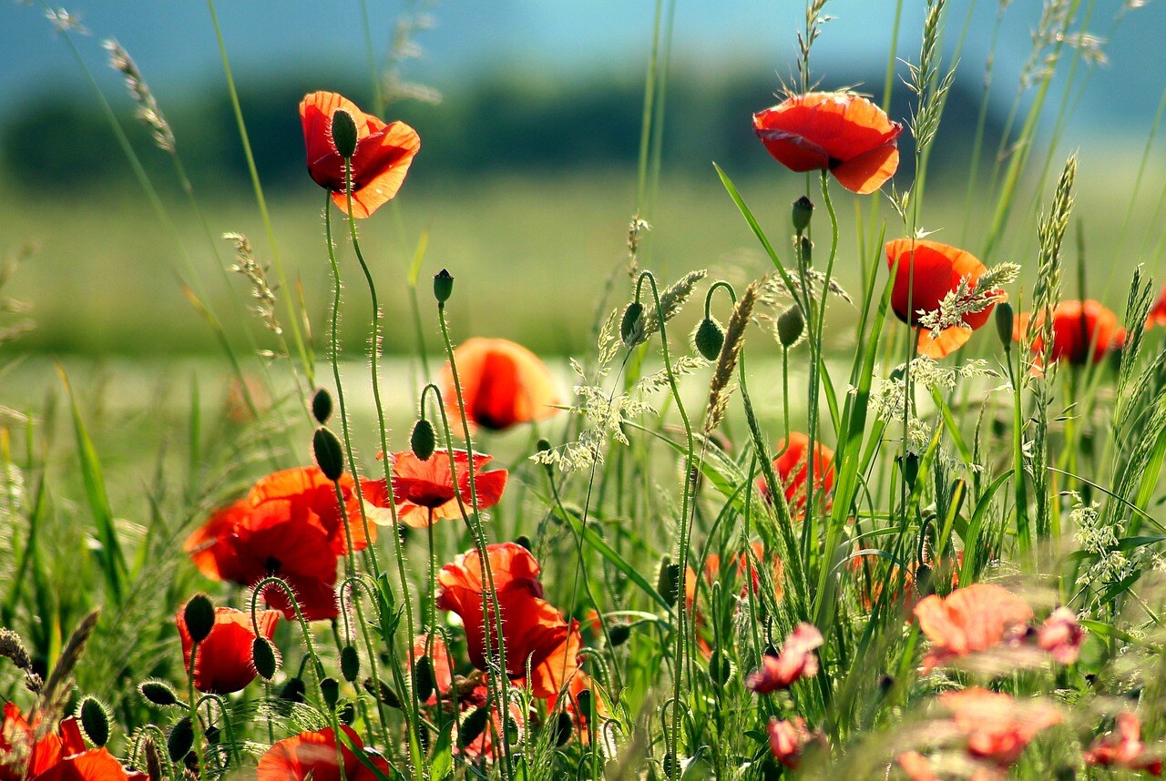 poppies-4275004_1280