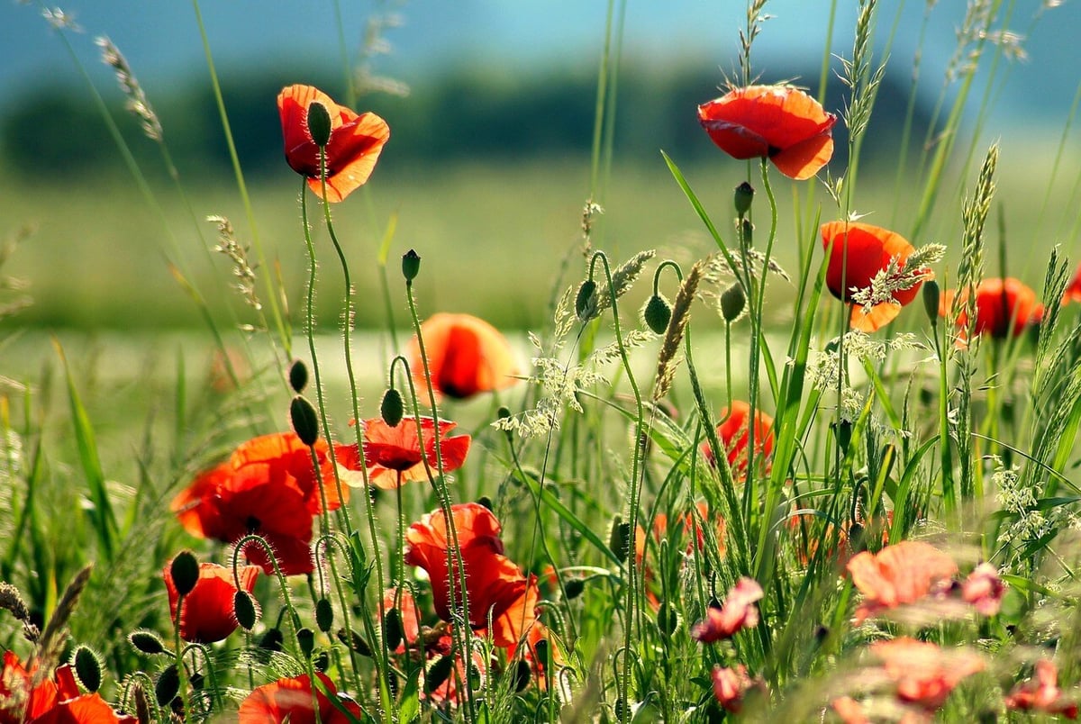 poppies-4275004_1280