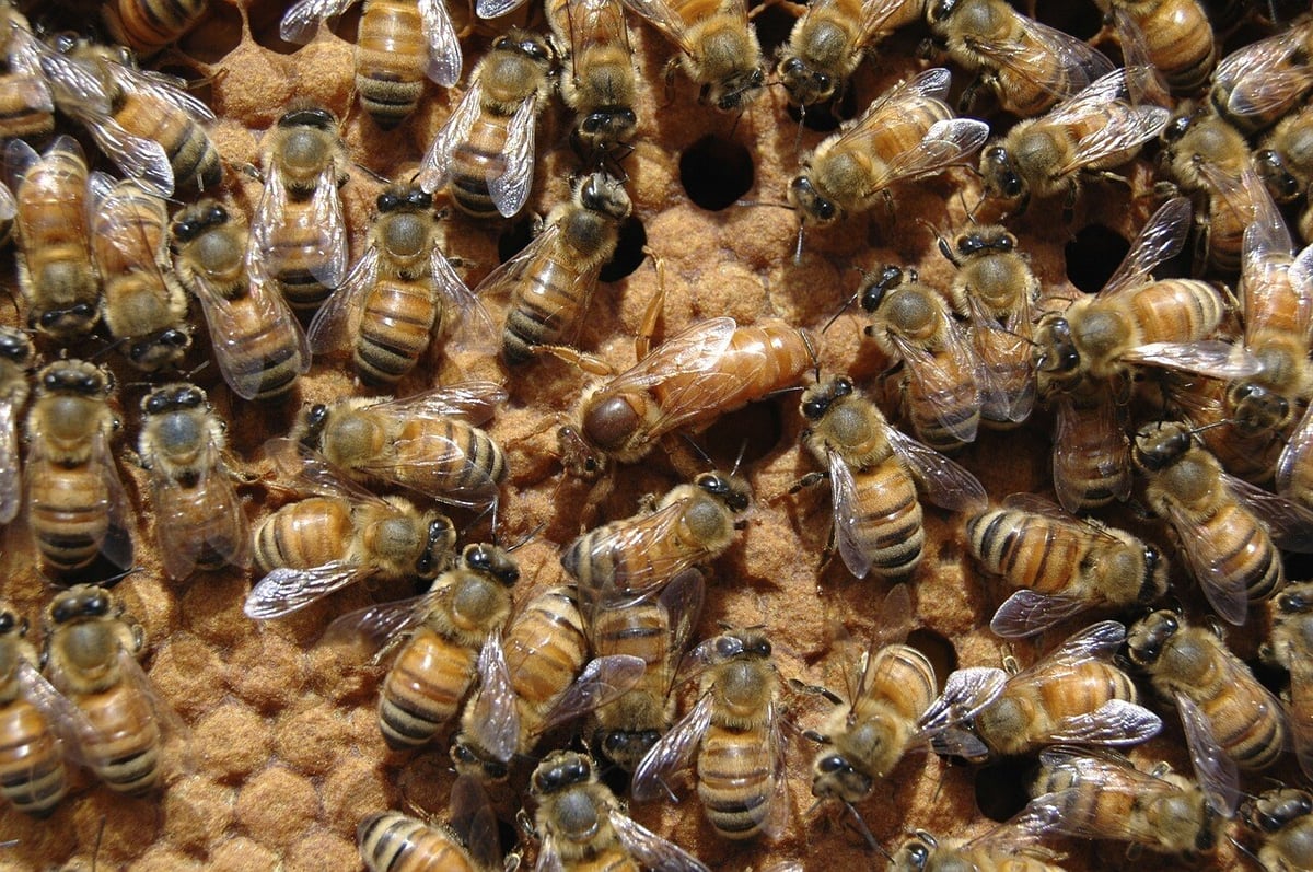 queen-bee-682941_1280