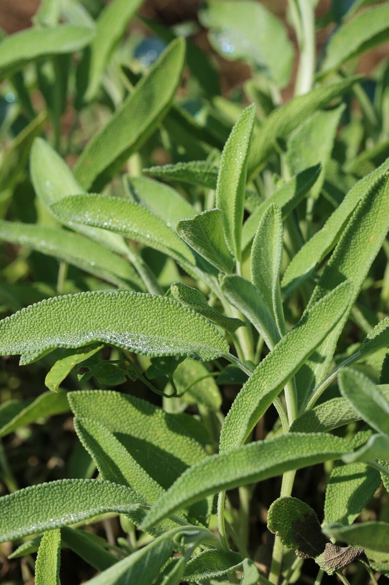 sage-939368_1280