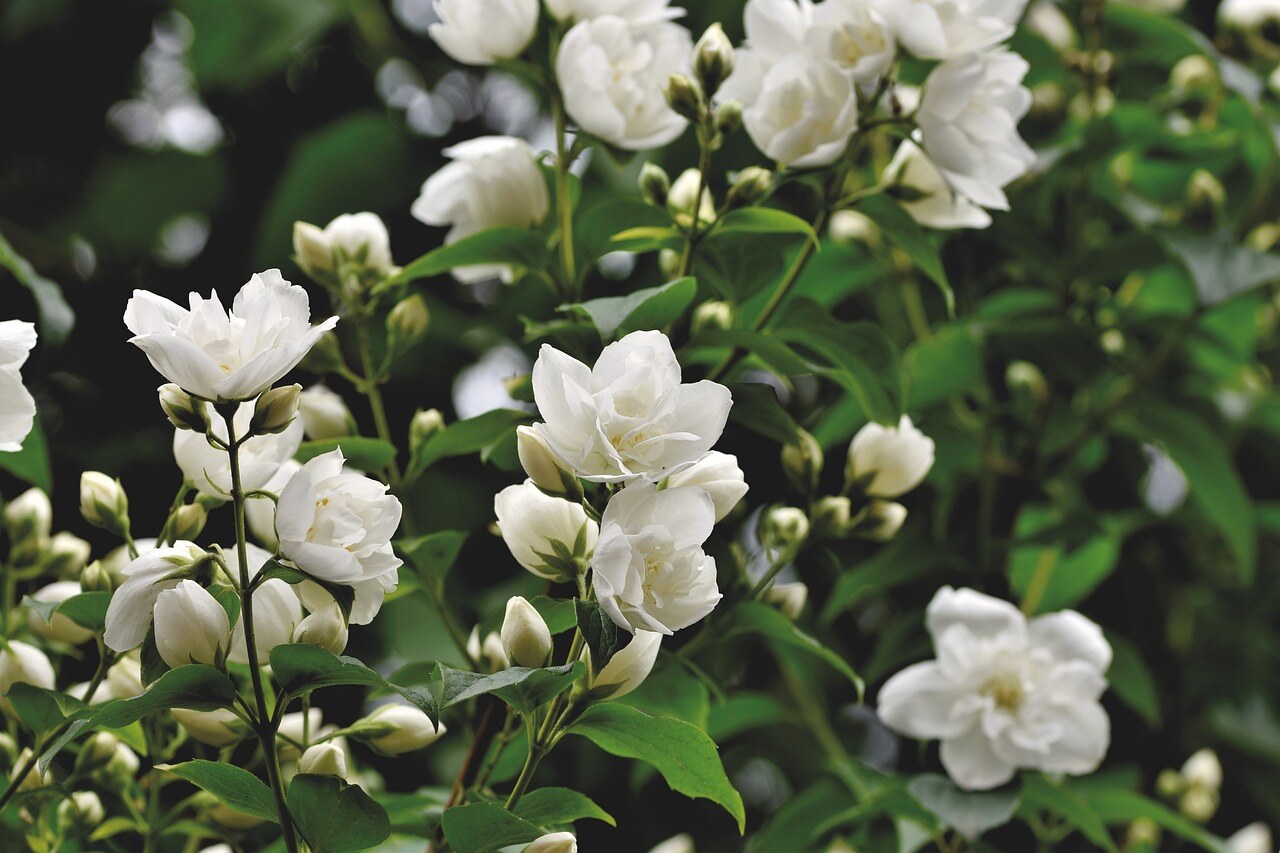 scent-of-jasmine-5267072_1280