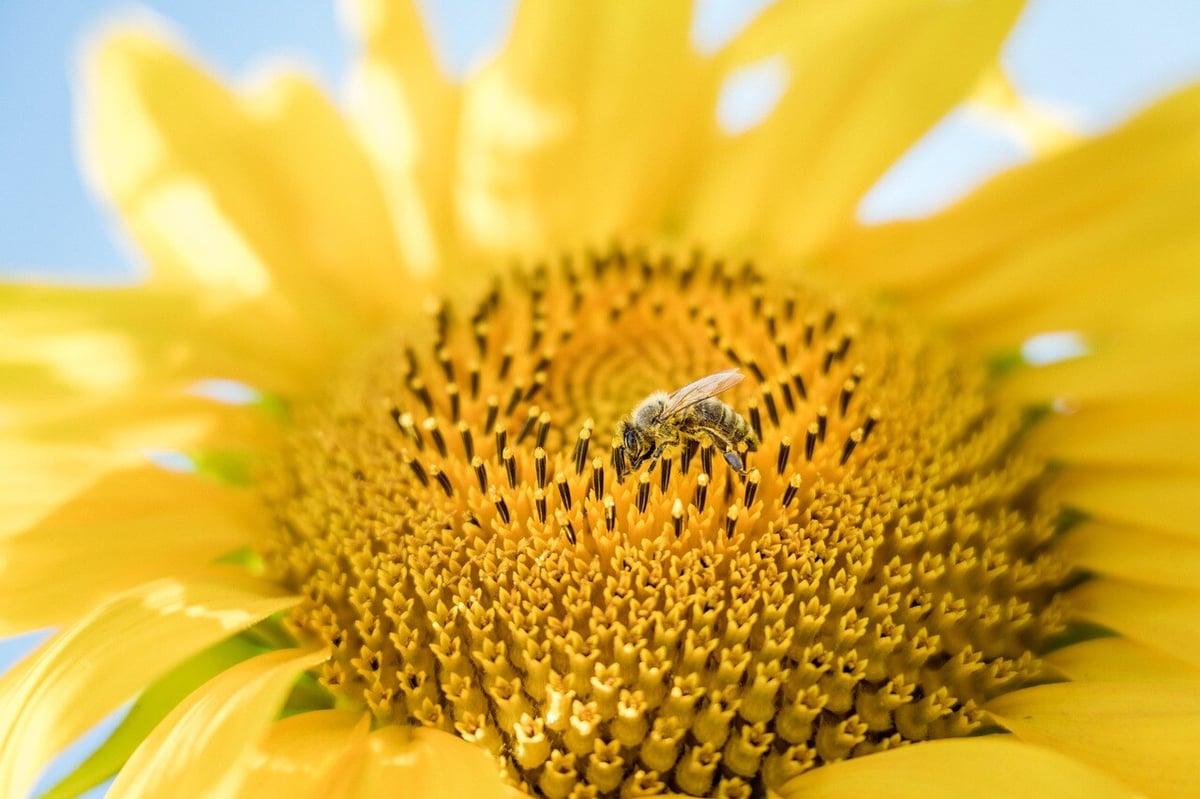 sunflower-6212201_1280