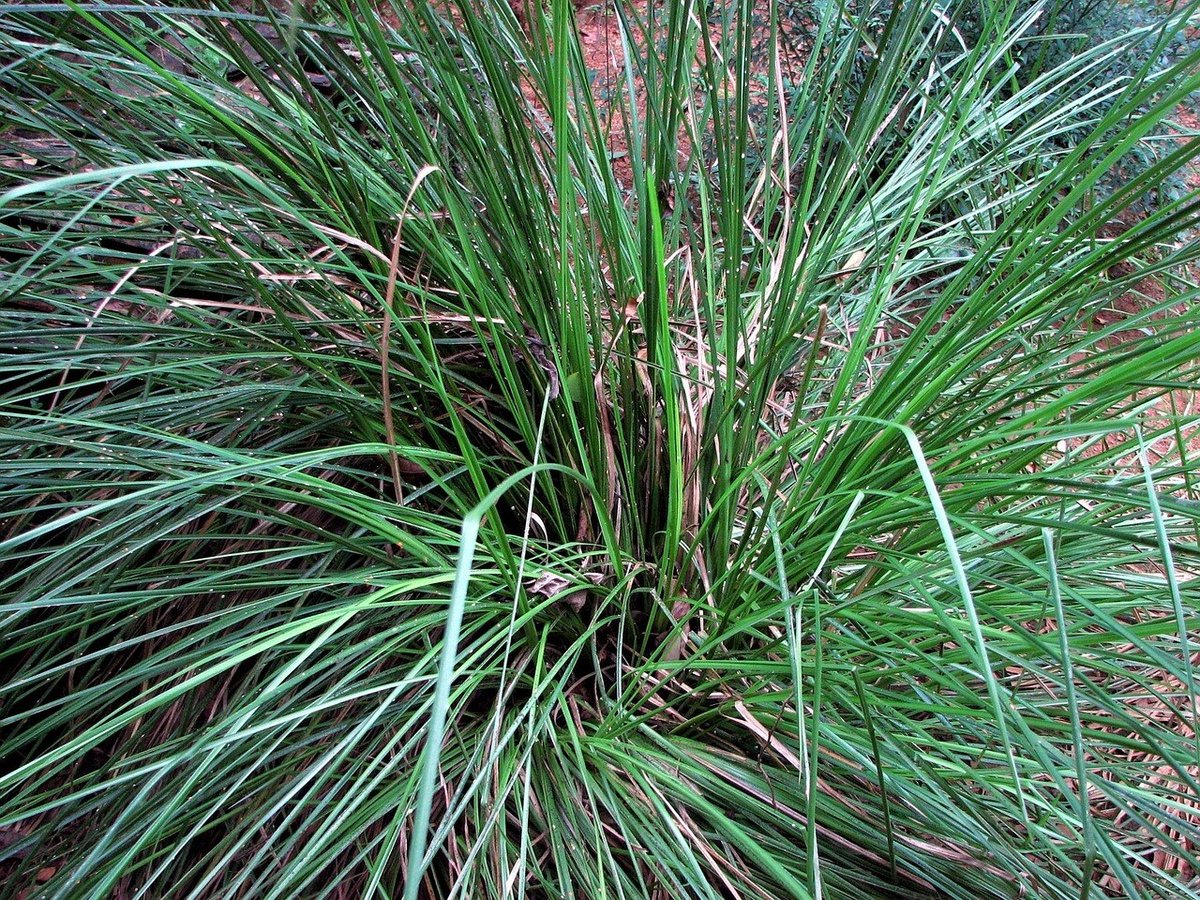 sweetgrass-67608_1280