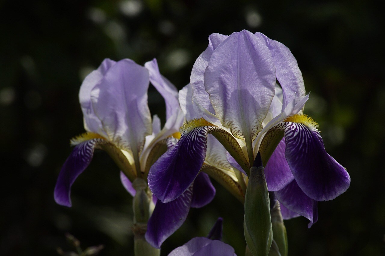 sword-lilies-7248948_1280