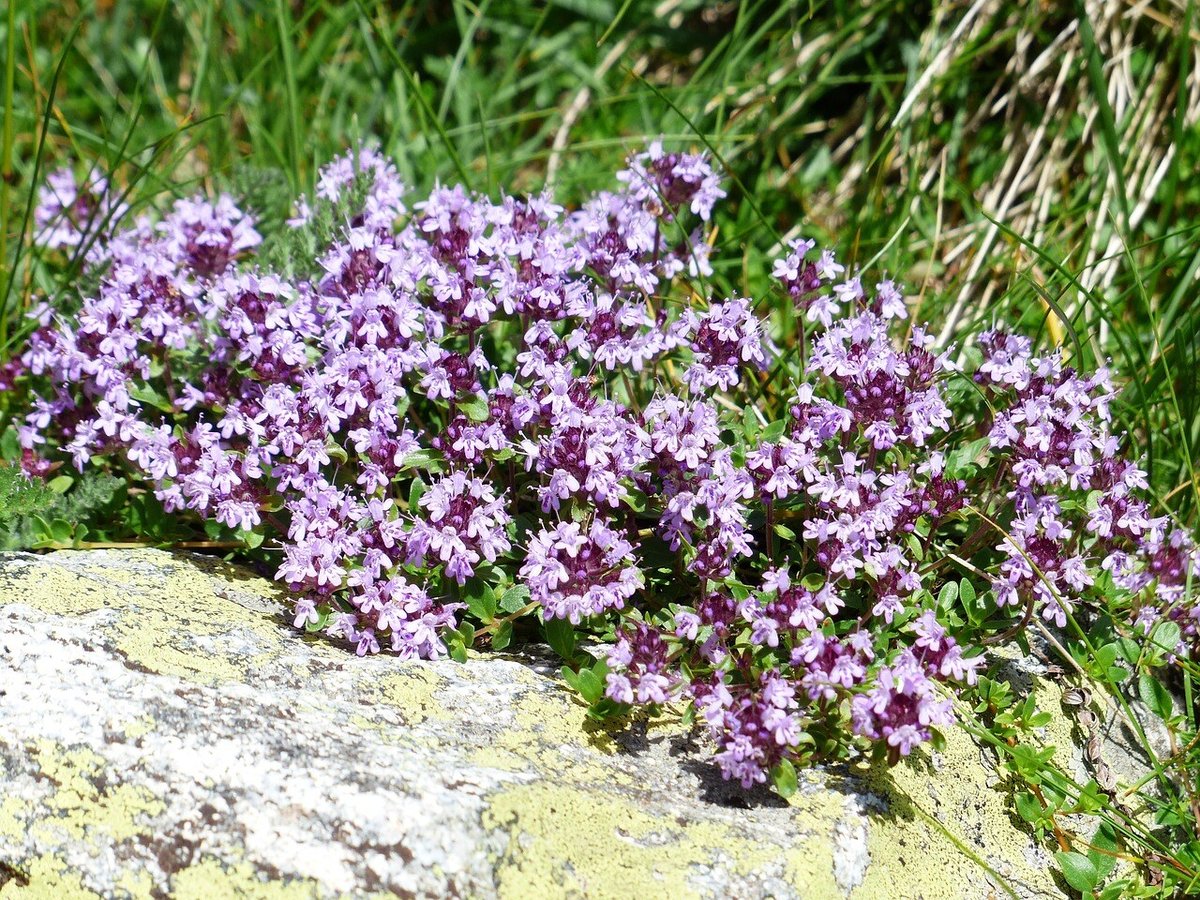 thyme-177261_1280