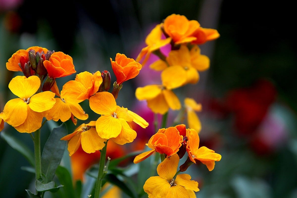 wallflower-7187256_1280