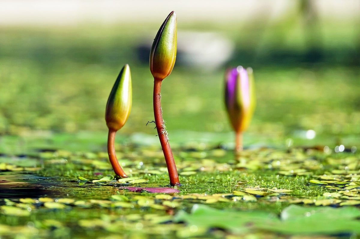 water-lilies-1388690_1280